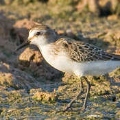 Semipalmated Sandpiper